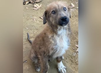 Franklyn, geb. ca. 06/2025, lebt in GRIECHENLAND, auf einer privaten Pflegestelle