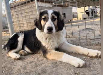 Rhydan, geb. ca. 09/2025, lebt in GRIECHENLAND, im städt. Tierheim Serres