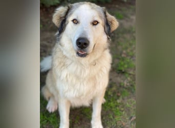 Winnie, geb. ca. 12/2023, lebt in GRIECHENLAND, auf einer privaten Pflegestelle