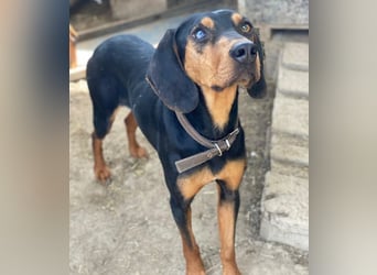 Nemo, geb. ca.  11/2024 lebt in GRIECHENLAND, auf einer privaten Pflegestelle