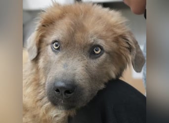 Franklyn, geb. ca. 06/2025, lebt in GRIECHENLAND, auf einer privaten Pflegestelle