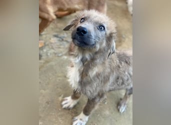 Franklyn, geb. ca. 06/2025, lebt in GRIECHENLAND, auf einer privaten Pflegestelle