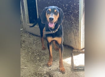 Nemo, geb. ca.  11/2024 lebt in GRIECHENLAND, auf einer privaten Pflegestelle