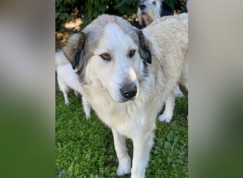 Winnie, geb. ca. 12/2023, lebt in GRIECHENLAND, auf einer privaten Pflegestelle