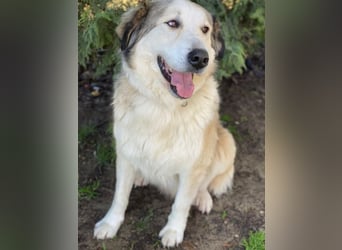 Winnie, geb. ca. 12/2023, lebt in GRIECHENLAND, auf einer privaten Pflegestelle