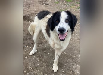 Räuber, geb. ca. 04/2025, lebt in GRIECHENLAND, auf einer privaten Pflegestelle