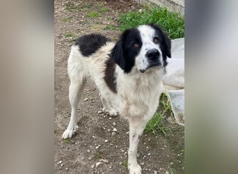 Räuber, geb. ca. 04/2025, lebt in GRIECHENLAND, auf einer privaten Pflegestelle