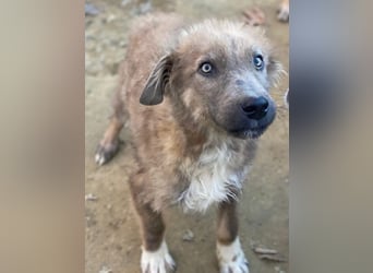 Franklyn, geb. ca. 06/2025, lebt in GRIECHENLAND, auf einer privaten Pflegestelle