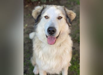 Winnie, geb. ca. 12/2023, lebt in GRIECHENLAND, auf einer privaten Pflegestelle