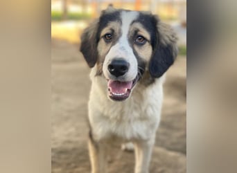 Rhydan, geb. ca. 09/2025, lebt in GRIECHENLAND, im städt. Tierheim Serres