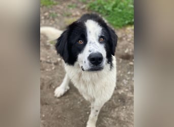 Räuber, geb. ca. 04/2025, lebt in GRIECHENLAND, auf einer privaten Pflegestelle