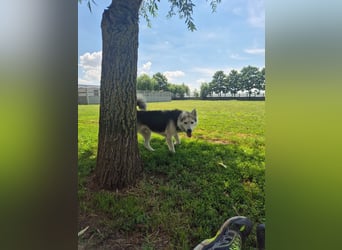 Mika - ein sanfter Entdecker sucht seine Menschen
