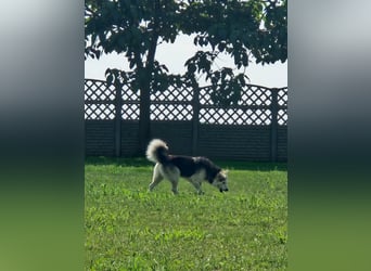 Mika - ein sanfter Entdecker sucht seine Menschen