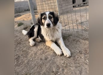 Rhydan, geb. ca. 09/2025, lebt in GRIECHENLAND, im städt. Tierheim Serres