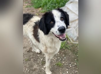 Räuber, geb. ca. 04/2025, lebt in GRIECHENLAND, auf einer privaten Pflegestelle