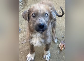 Franklyn, geb. ca. 06/2025, lebt in GRIECHENLAND, auf einer privaten Pflegestelle