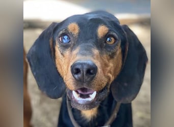 Nemo, geb. ca.  11/2024 lebt in GRIECHENLAND, auf einer privaten Pflegestelle