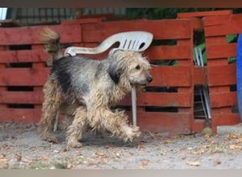 Herdenschutz-Mix Zita sucht ein liebevolles, konsequentes Zuhause