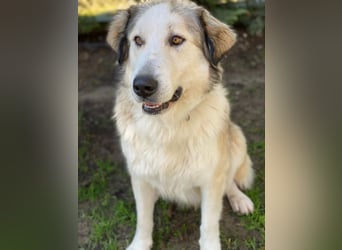 Winnie, geb. ca. 12/2023, lebt in GRIECHENLAND, auf einer privaten Pflegestelle