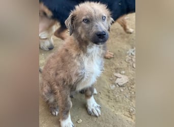 Franklyn, geb. ca. 06/2025, lebt in GRIECHENLAND, auf einer privaten Pflegestelle