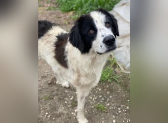 Räuber, geb. ca. 04/2025, lebt in GRIECHENLAND, auf einer privaten Pflegestelle