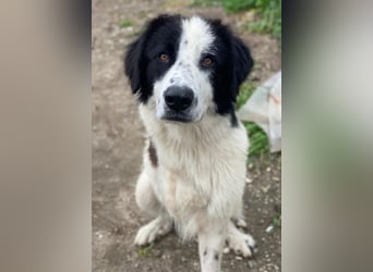 Räuber, geb. ca. 04/2025, lebt in GRIECHENLAND, auf einer privaten Pflegestelle