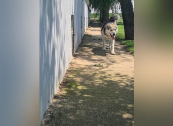 Mika - ein sanfter Entdecker sucht seine Menschen