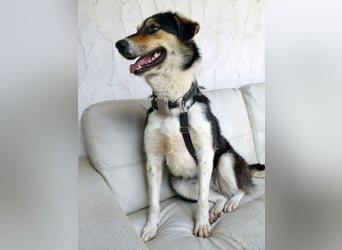 Mia ein Traum auf vier Pfoten