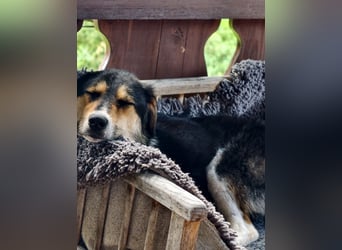 Mia ein Traum auf vier Pfoten