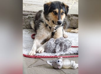 Mia ein Traum auf vier Pfoten
