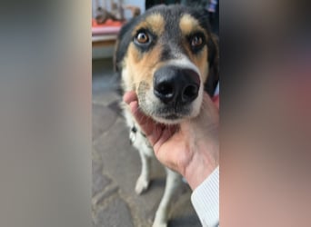Mia ein Traum auf vier Pfoten