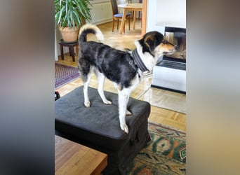 Mia ein Traum auf vier Pfoten