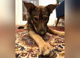 Teddy - aktiver, freundlicher Junghund sucht neues Zuhause