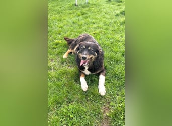 Nala - aufgeschlossene, freundliche junge Hündin aus Rumänien