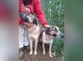 Anton - verspielter, freundlicher, katzenverträglicher junger Mischlingsrüde