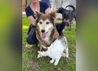 Nero - Bezaubernder Hunde-Opa sucht liebevolles Zuhause