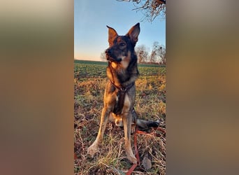 Teddy - aktiver, freundlicher Junghund sucht neues Zuhause