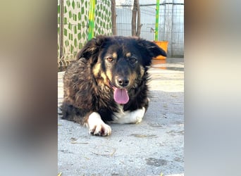 Nala - aufgeschlossene, freundliche junge Hündin aus Rumänien