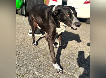 Boy - fröhlicher Rüde sucht ein neues Zuhause / auf PS in Detmold