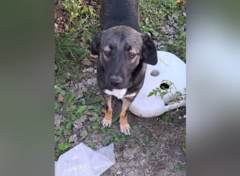 Mara - freundliche, liebe Hündin sucht ein Zuhause mit Garten