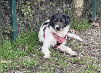 Buddy - freundlicher, zurückhaltender Rüde sucht ein Zuhause