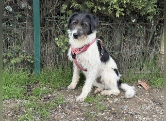 Buddy - freundlicher, zurückhaltender Rüde sucht ein Zuhause