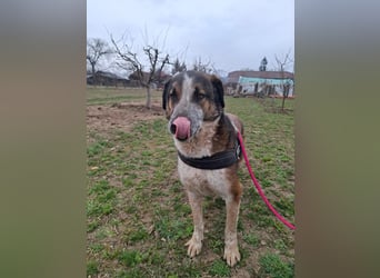 Anton - verspielter, freundlicher, katzenverträglicher junger Mischlingsrüde