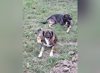 Magda - freundliche, liebe Hündin sucht Zuhause mit Garten