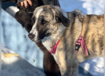 Pepe - sensibler, freundlicher, aktiver Rüde sucht Zuhause mit Garten