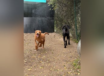 Ramiro - freundlicher, aufgeschlossener, anhänglicher junger Rüde sucht liebevolle Familie