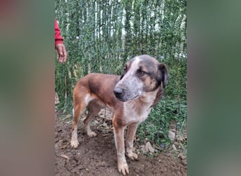 Anton - verspielter, freundlicher, katzenverträglicher junger Mischlingsrüde