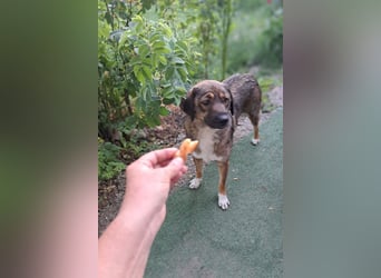 Magda - freundliche, liebe Hündin sucht Zuhause mit Garten