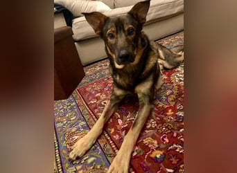 Teddy - aktiver, freundlicher Junghund sucht neues Zuhause