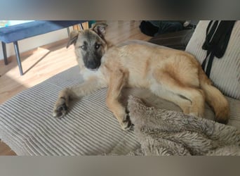 Oskar - aktiver, verspielter junger Rüde - in 21xxx Hamburg